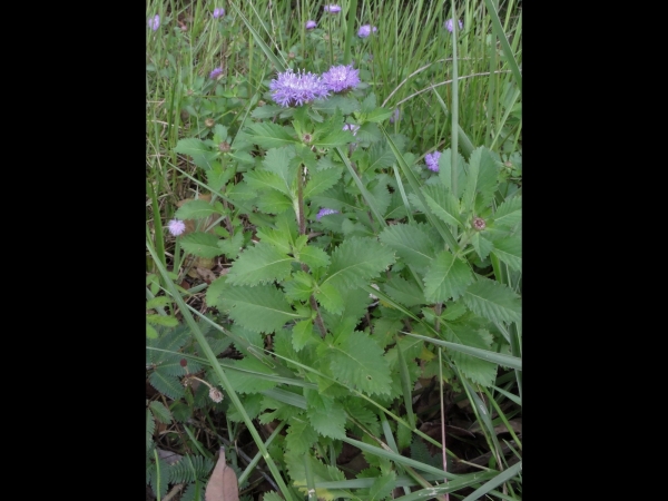 Centratherum punctatum punctatum
Larkdaisy (Eng)
Trefwoorden: Plant;Asteraceae;Bloem;blauw;purper