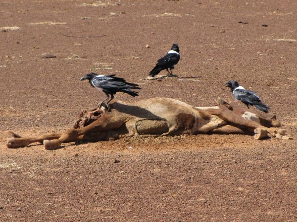 Corvus albus
Pied Crow (Eng) Schildraaf (Ned) Witborskraai (Afr) - Pied crows on carcasse
Trefwoorden: Bird;Passeriformes;Corvidae