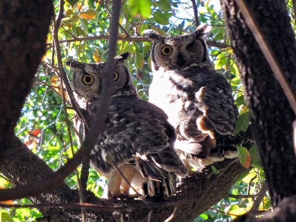 Bubo africanus
Spotted Eagle-Owl (Eng) Afrikaanse Oehoe (Ned) Gevlekte Ooruil (Afr)
Trefwoorden: Bird;Strigiformes;Strigidae