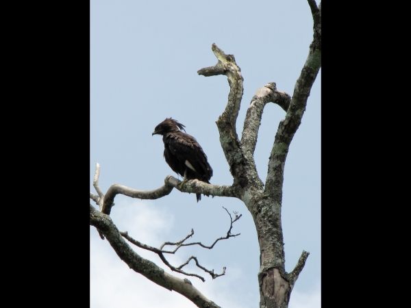Lophaetus occipitalis
Long-crested Eagle (Eng) Afrikaanse Zwarte Kuifarend (Ned) Langkuifarend (Afr)
Trefwoorden: Bird;Accipitriformes;Accipitridae