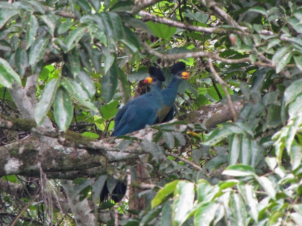 Corythaeola cristata
Great Blue Turaco (Eng) Reuzentoerako (Ned)
Trefwoorden: Bird;Musophagiformes;Musophagidae