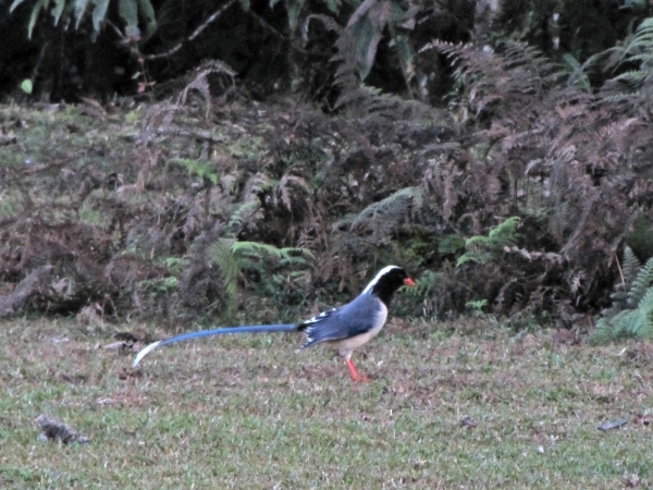 Urocissa erythrorhyncha
Red-billed Blue Magpie (Eng) Roodsnavelkitta (Ned) 
Trefwoorden: Bird;Passeriformes;Corvidae