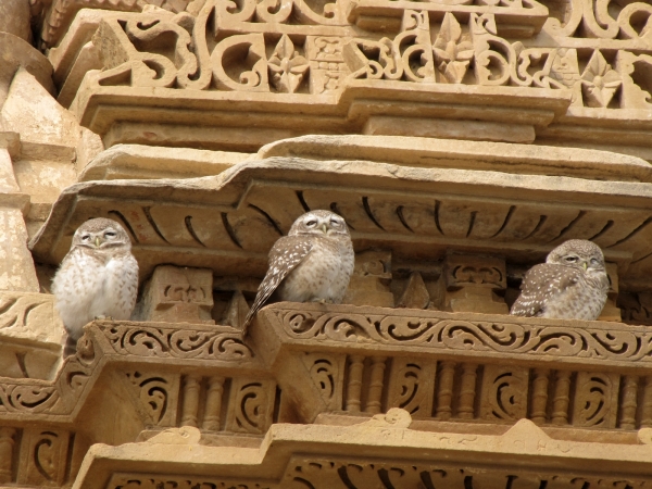 Athene Brama
Spotted Owlet (Eng) Brahmaanse Steenuil (Ned) 
Trefwoorden: Bird;Strigiformes;Strigidae