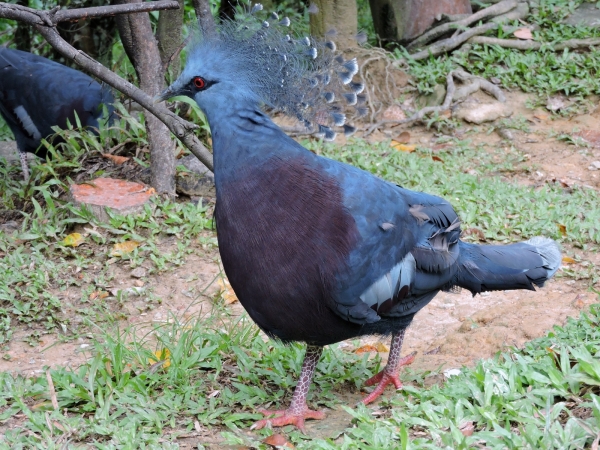 Goura victoria
Victoria Crowned Pigeon (Eng) Waaierduif (Ned) 
Trefwoorden: Bird;Columbiformes;Columbidae