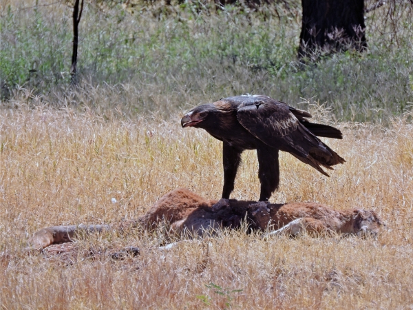 Aquila audax
Wedge-tailed Eagle (Eng) Wigstaartarend (Ned) 
Trefwoorden: Bird;Accipitriformes;Accipitridae