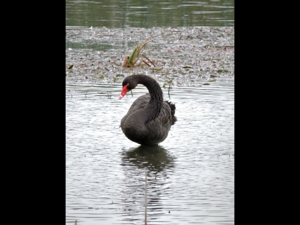 Cygnus atratus
Black Swan (Eng) Zwarte Zwaan (Ned)
Trefwoorden: Bird;Anseriformes;Anatidae