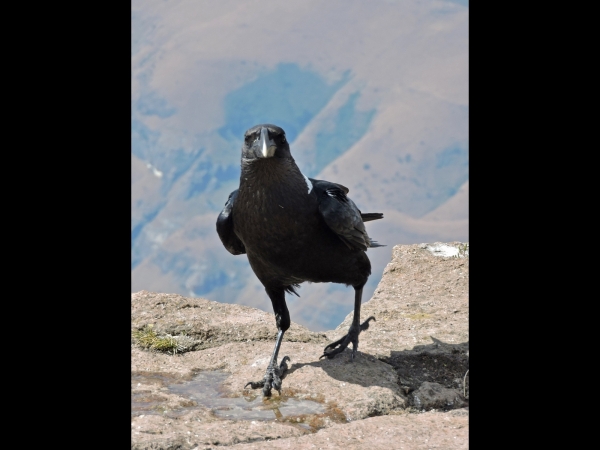 Corvus albicollis
White-necked Raven (Eng) Witnekraaf (Ned)
Trefwoorden: Bird;Passeriformes;Corvidae
