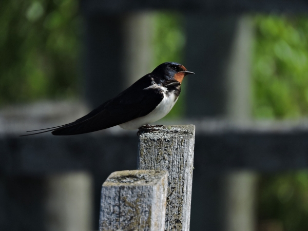 Hirundo rustica
Barn Swallow (Eng) Boerenzwaluw (Ned) Rauchschwalbe (Ger)
Trefwoorden: Bird;Hirundinidae;Passeriformes
