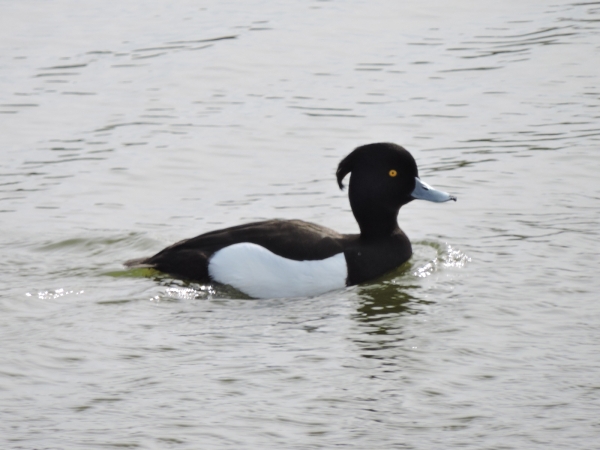 Aythya fuligula
Tufted Duck (Eng) Kuifeend (Ned) Reiherente (Ger) – male
Trefwoorden: Bird;Anseriformes;Anatidae