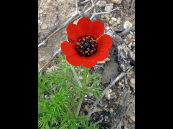 Adonis microcarpa
Small Pheasant's Eye (Eng) Dmumit (Hbr) 
Trefwoorden: Plant;Ranunculaceae;Bloem;rood
