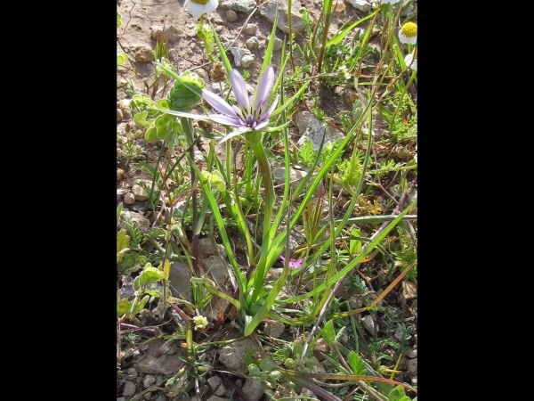 Geropogon hybridus
Goat's Beard (Eng)
Trefwoorden: Plant;Asteraceae;Bloem;roze