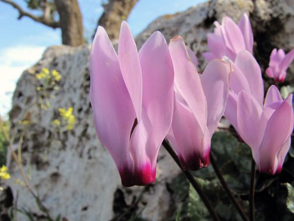 Cyclamen persicum
Persian Cyclamen (Eng)
Trefwoorden: Plant;Primulaceae;Bloem;roze