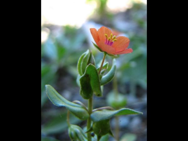 Lysimachia arvensis
Scarlet pimpernel (Eng) Rood Guichelheil (Ned)
Trefwoorden: Plant;Primulaceae;Bloem;oranje;rood