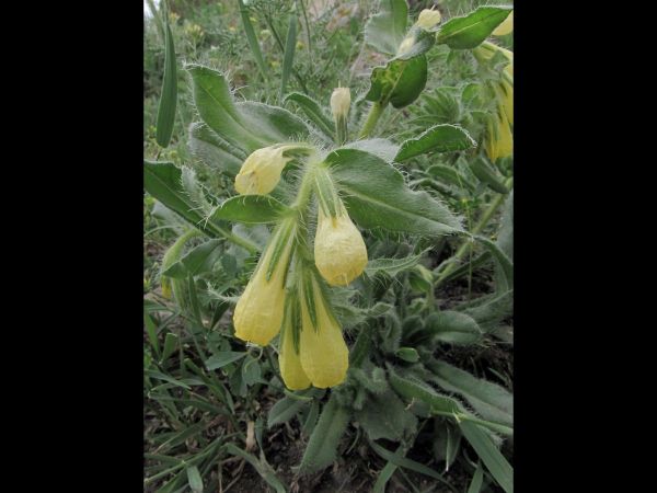 Onosma cassium
Trefwoorden: Plant;Boraginaceae;Bloem;geel