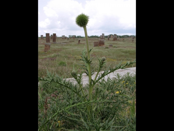 Echinops; E. viscosus
Viscous Globe-Thistle (Eng)) 
Trefwoorden: Plant;Asteraceae