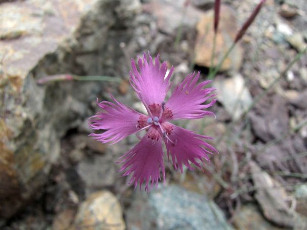 Dianthus; D. orientalis
Carnation (Eng) Anjer (Ned) Karanfil (Turk)
Trefwoorden: Plant;Caryophyllaceae;Bloem;roze