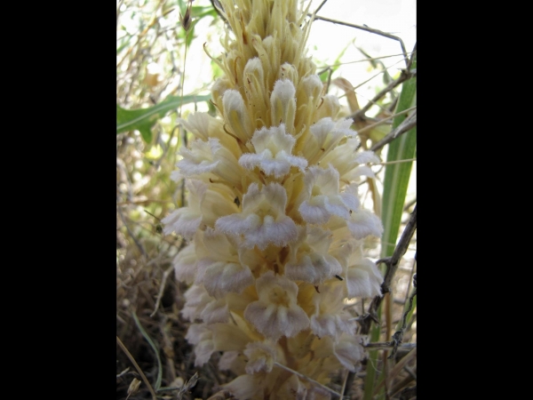 Orobanche
Broomrape (Eng) Bremraap (Ned)
Keywords: Plant;Orobanchaceae;Bloem;lila;wit