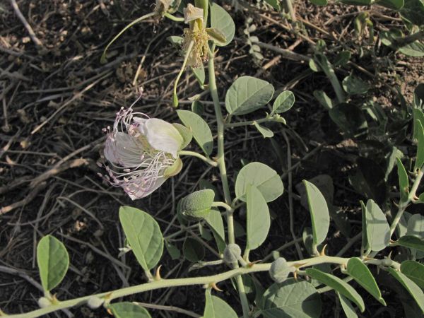 Capparis spinosa
Caper Bush (Eng)
Trefwoorden: Plant;Capparaceae;Bloem;wit