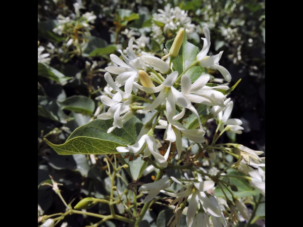 Cionura erecta
Babrik (Tr) Aufrechter Hundswürger (Ger)
Trefwoorden: Plant;struik;Apocynaceae;Bloem;wit