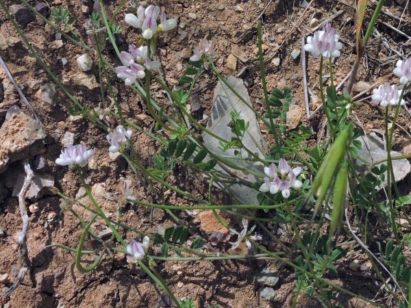 Coronilla cretica
Cretan Crownvetch (Eng) Ada Körigeni (Tr) 
Trefwoorden: Plant;Fabaceae;Bloem;wit;roze
