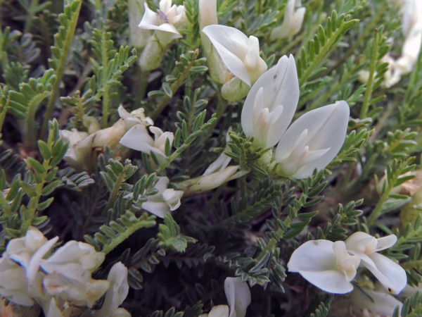 Astragalus angustifolius
Hermon Milk-vetch, Narrow-leaved Milk-vetch (Eng) Keçi Geveni (Tr)
Trefwoorden: Plant;Fabaceae;Bloem;wit