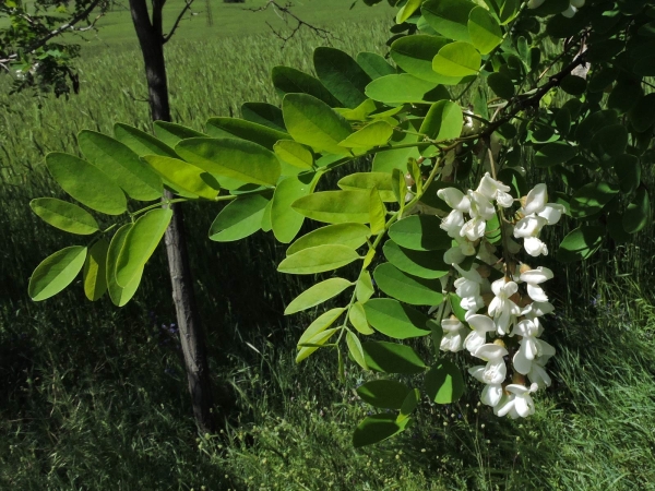 Robinia pseudoacacia
Black Locust, False Acacia (Eng) Yalancı Akasya (Tr) Schotdoorn (Ned) Gemeine Scheinakazie (Ger)
Trefwoorden: Plant;Boom;Fabaceae;Bloem;wit;tuinplant