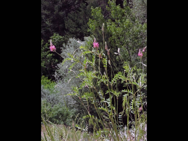Onobrychis; O. arenaria
Hungarian Sainfoin, Small Sainfoin (Eng) Dağ Korungası (Tr) Sandesparsette (Ger)
Trefwoorden: Plant;Fabaceae;Bloem;roze