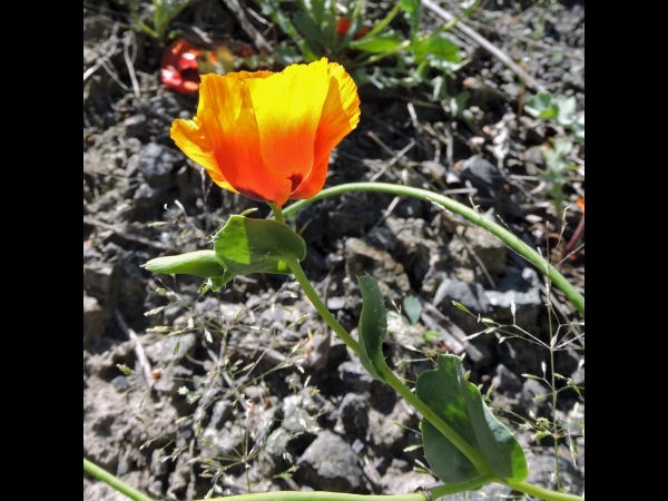 Glaucium corniculatum
Common Horned Poppy, Red Horned Poppy (Eng) Çömlekçatlatan (Tr) Rode Hoornpapaver (Ned)
Trefwoorden: Plant;Papaveraceae;Bloem;geel;oranje
