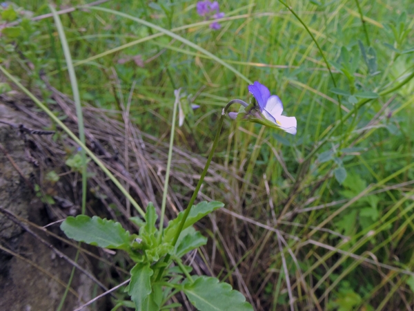 Viola tricolor
Wild Pansy, Wild Violet (Eng) Hercai Menekşe (Tr) Driekleurig Viooltje (Ned) gewöhnliches Stiefmütterchen (Ger) 
Trefwoorden: Plant;Violaceae;Bloem;wit;paars