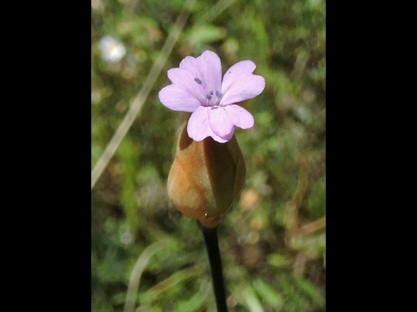 Petrorhagia prolifera
Childling Pink (Eng) Mantelanjer (Ned) Kopfnelke (Ger)
Trefwoorden: Plant;Caryophyllaceae;Bloem;roze
