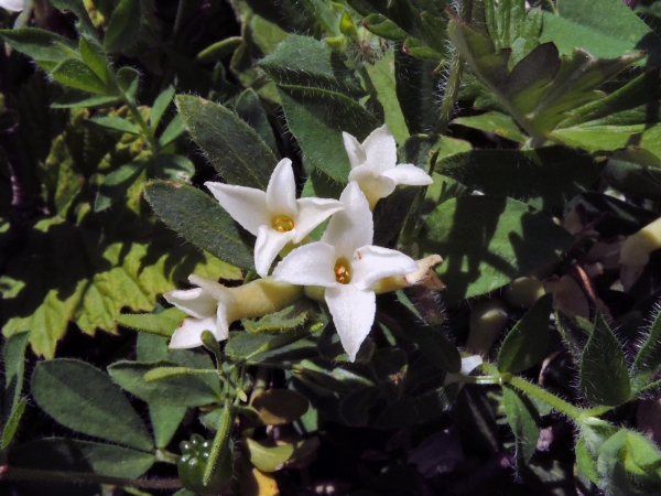 Daphne; D. glomerata
Ezentere (Tr)
Trefwoorden: Plant;struik;Thymelaeaceae;Bloem;wit