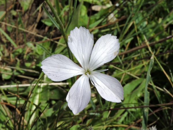 Dianthus cretaceus
Kabuk Karanfil (Tr)
Trefwoorden: Plant;Caryophyllaceae;Bloem;wit
