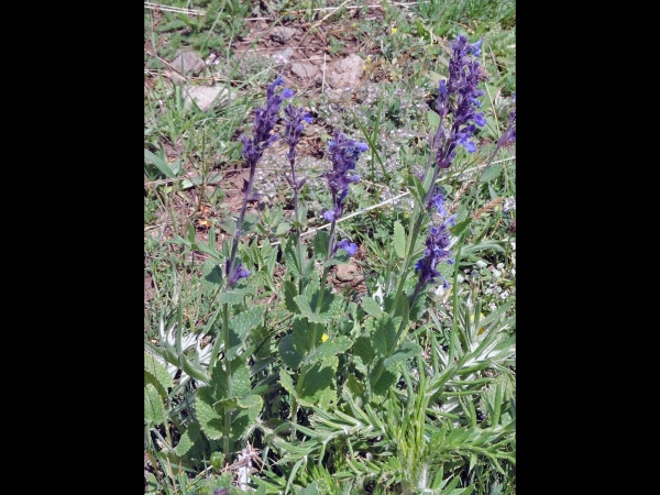 Nepeta grandiflora
Caucasus Catmint (Eng) Kaukasus-Katzen-Minze (Ger)
Trefwoorden: Plant;Lamiaceae;Bloem;blauw;paars
