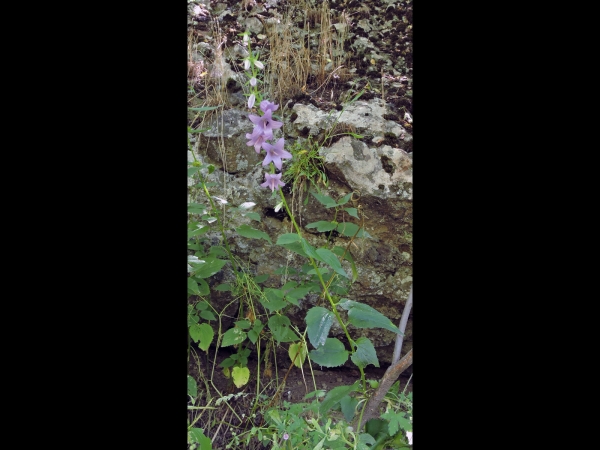 Campanula rapunculoides
Creeping Bellflower, Rampion Bellflower (Eng) Akkerklokje (Ned) Ackerglockenblume (Ger) Elmacık (Tr)
Trefwoorden: Plant;Campanulaceae;Bloem;lila