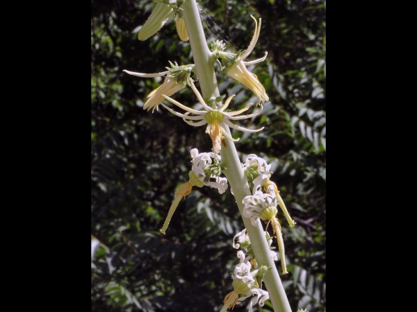 Michauxia laevigata
Smooth Michauxia (Eng) Kırtmaç (Tr)
Trefwoorden: Plant;Campanulaceae;Bloem;wit