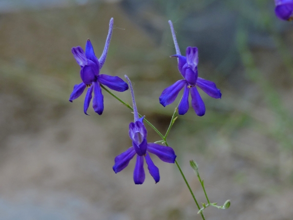 Delphinium consolida
Field Larkspur, Forking Larkspur (Eng) Wilde Ridderspoor (Ned) Ackerrittersporn (Ger)
Trefwoorden: Plant;Ranunculaceae;Bloem;blauw