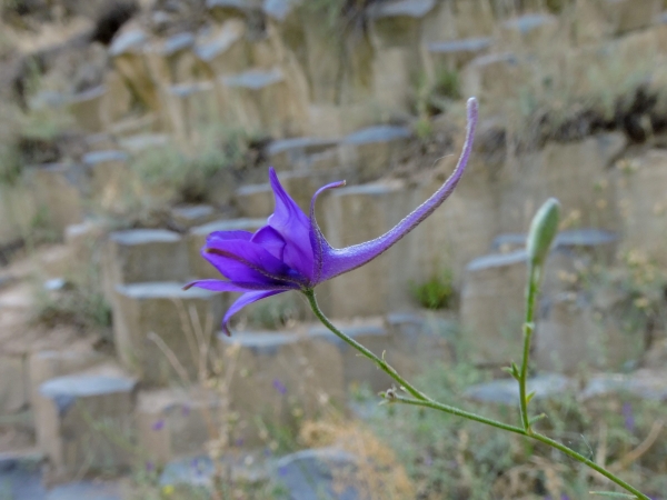 Delphinium consolida
Field Larkspur, Forking Larkspur (Eng) Wilde Ridderspoor (Ned) Ackerrittersporn (Ger)
Trefwoorden: Plant;Ranunculaceae;Bloem;blauw