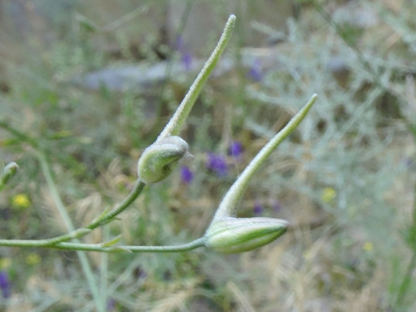Delphinium consolida
Field Larkspur, Forking Larkspur (Eng) Wilde Ridderspoor (Ned) Ackerrittersporn (Ger) - flowerbuds
Trefwoorden: Plant;Ranunculaceae