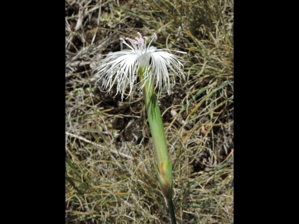 Dianthus crinitus
Hairy Carnation, Long‑haired Pink (Eng) 
Trefwoorden: Plant;Caryophyllaceae;Bloem;wit
