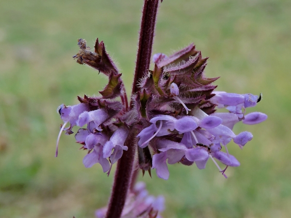 Salvia verticillata
Whorled Clary, Lilac Sage (Eng) Dadırak (Tr) Kranssalie (Ned) Quirliger Salbei (Ger)
Trefwoorden: Plant;Lamiaceae;Bloem;paars;lila