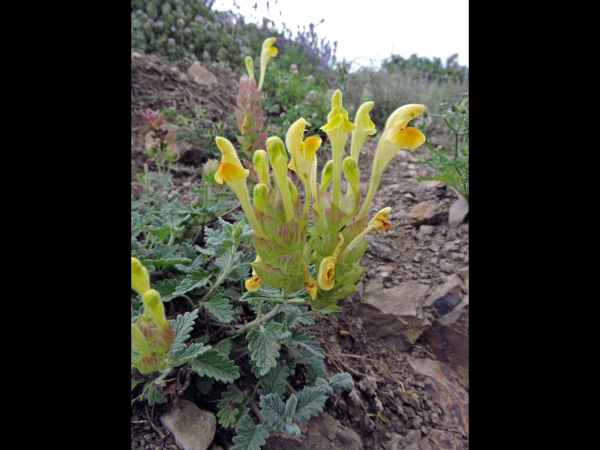 Scutellaria caucasica
Caucasian Skullcap (Eng)
Trefwoorden: Plant;Lamiaceae;Bloem;geel