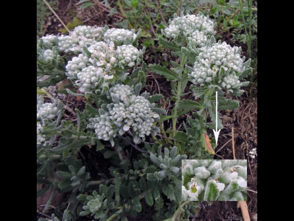 Teucrium polium
Mountain Germander, Hulwort (Eng) Acı Yavşan (Tr) Bergpolei (Ger)
Trefwoorden: Plant;Lamiaceae;Bloem;wit