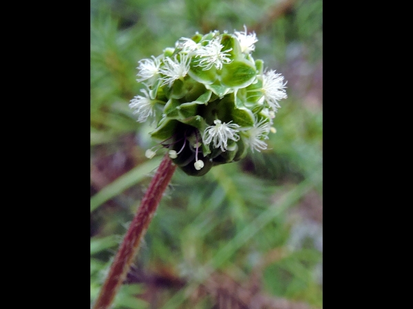 Sanguisorba minor
Salad Burnet, Small Burnet (Eng) Çayırdüğmesi (Tr) Kleine Pimpernel (Ned) Kleine Bibernelle
Trefwoorden: Plant;Rosaceae;Bloem;wit;roze