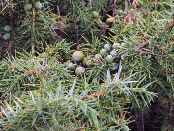 Juniperus communis
Common Juniper (Eng) Ardıç (Tr) Jeneverbes (Ned) Gemeiner Wacholder (Ger)
Trefwoorden: Plant;Boom;Cupressaceae;vrucht