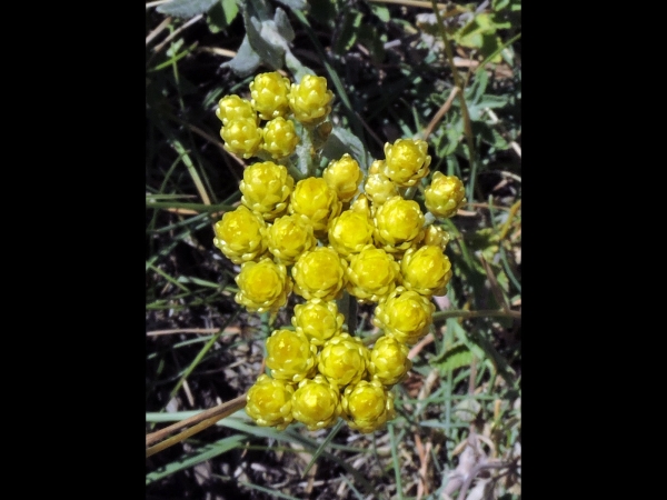 Helichrysum arenarium
Dwarf Everlasting (Eng) Ölmez Çiçek (Tr) Strobloem (Ned) Sandstrohblume (Ger)
Trefwoorden: Plant;Asteraceae;Bloem;geel
