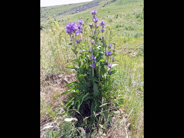 Campanula glomerata
Clustered Bellflower (Eng) Yumak Çanı (Tr) Kluwenklokje (Ned) Knäuelglockenblume(Ger)
Trefwoorden: Plant;Campanulaceae;Bloem;blauw;purper