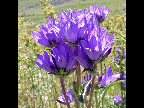 Campanula glomerata
Clustered Bellflower (Eng) Yumak Çanı (Tr) Kluwenklokje (Ned) Knäuelglockenblume(Ger)
Trefwoorden: Plant;Campanulaceae;Bloem;blauw;purper