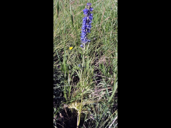 Delphinium; D. flexuosum
Eğri Hezaren (Tr)
Trefwoorden: Plant;Ranunculaceae;Bloem;blauw
