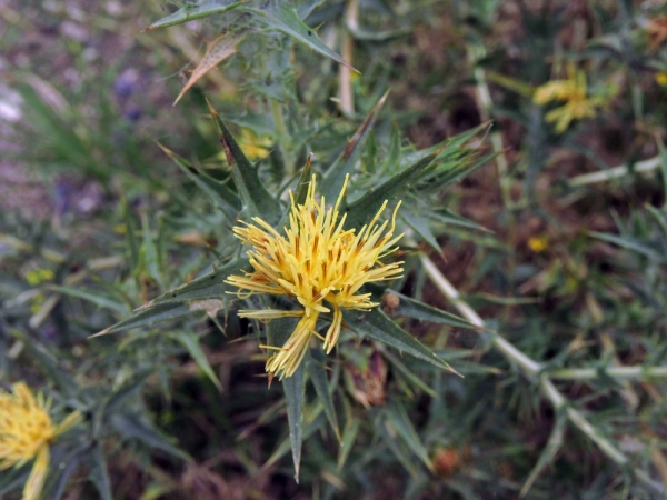 Carthamus lanatus
Woolly Safflower, Saffron Thistle (Eng) Sarıdiken (Tr) Wollige Saffloer (Ned) Wollige Saflor (Ger)
Trefwoorden: Plant;Asteraceae;Bloem;geel