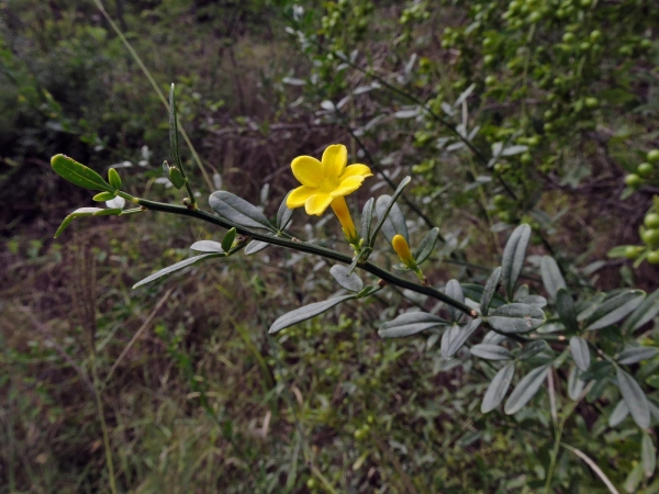 Chrysojasminum fruticans
Wild Jasmine, Yellow Jasmine (Eng) Boruk (Tr) Gelber Jasmin (Ger) Struikjasmijn (Ned)
Trefwoorden: Plant;struik;Oleaceae;Bloem;geel